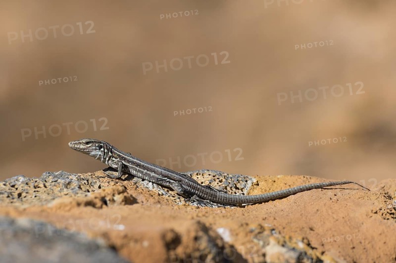 Female Gallotia galloti (Gallotia galloti palmae) El Paso