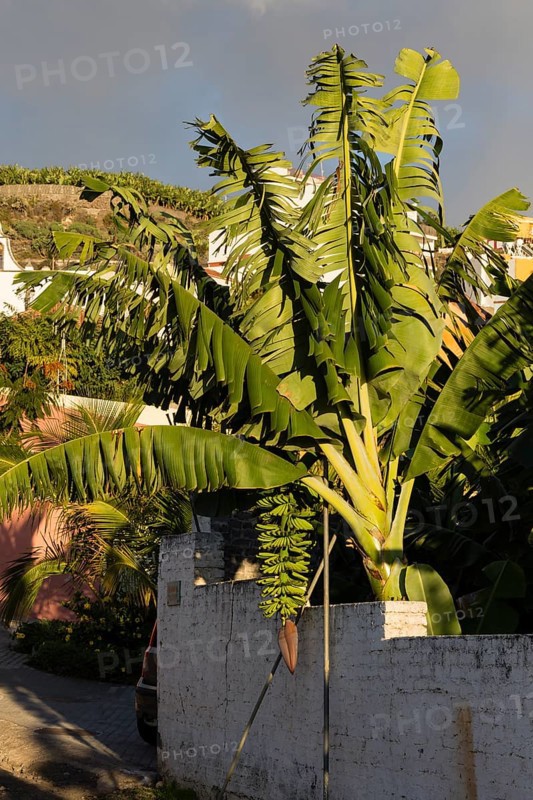 Banana plant (Musa) Tazacorte