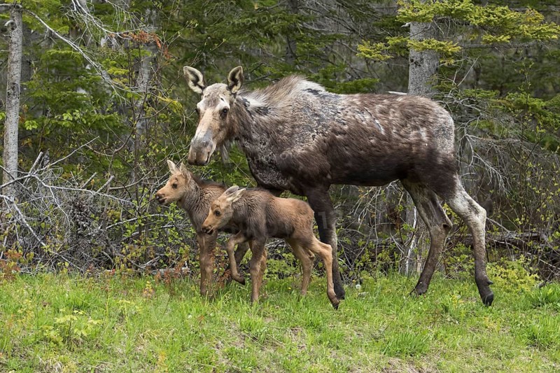 American elk