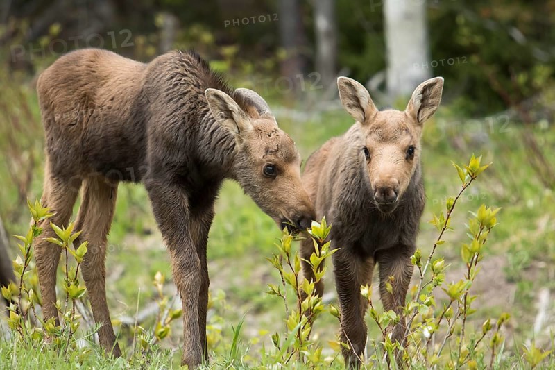 American elk