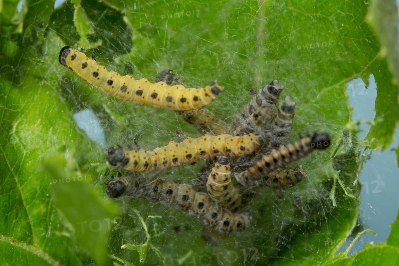 Apple (Yponomeuta malinellus) ermine moth