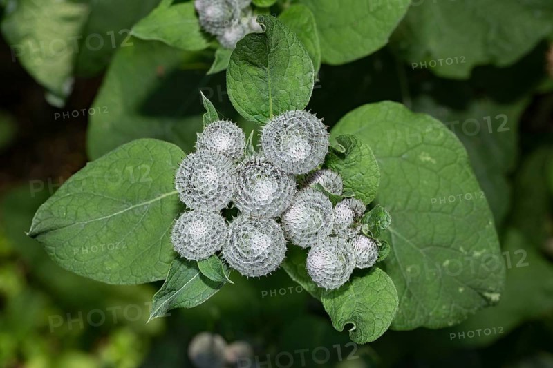 Woolly burdock (Arctium tomentosum)