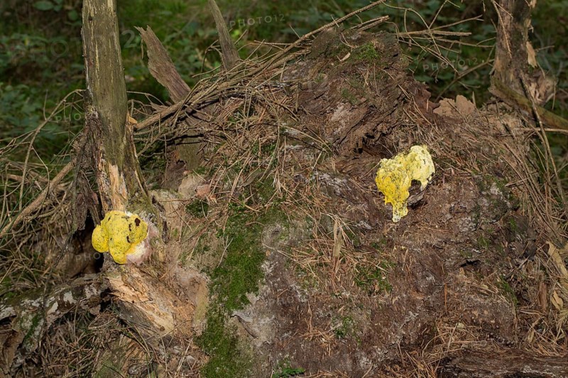 Scrambled egg slime (Fuligo septica)