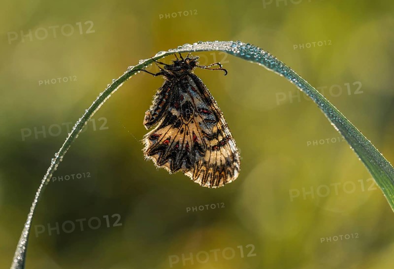 Southern festoon (Zerynthia polyxena)