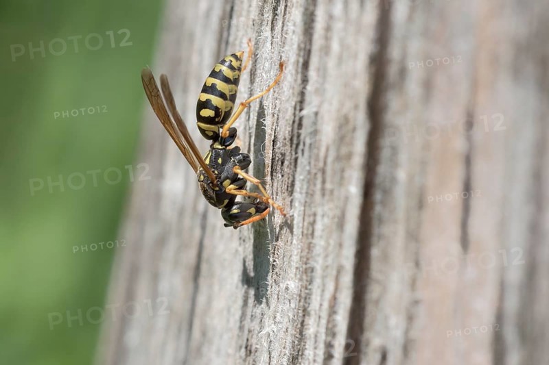 European paper wasp (Polistes dominula) Muenden nature park Park
