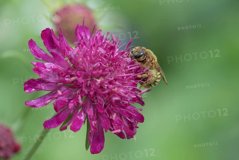 Sweat Bee (Halictus scabiosae) (Scabiosa) Scabiose