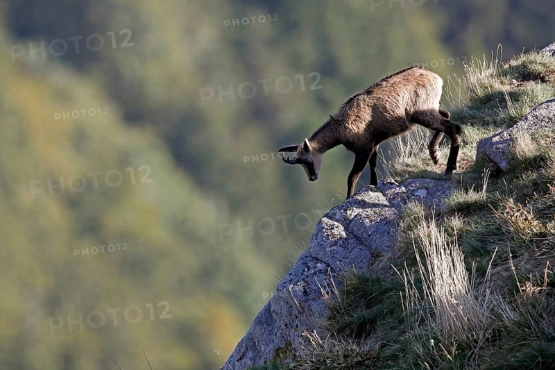 Chamois (Rupicapra rupicapra)
