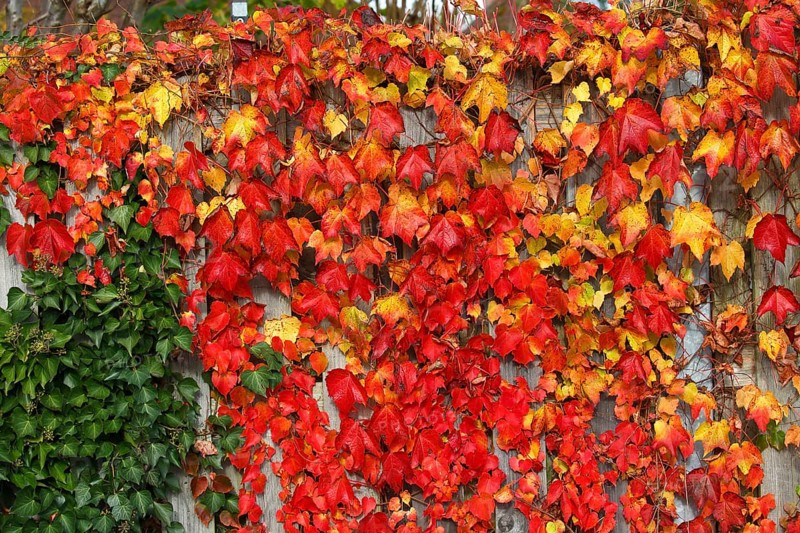 Wild vine (Parthenocissus tricuspidata) and ivy (Hedera helix) at a privacy fence