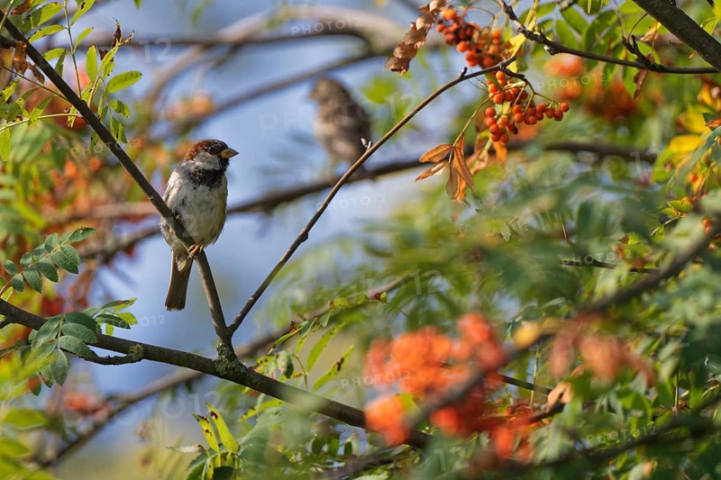 House sparrow (Passer domesticus) in mountain ash (Sorbus aucuparia)