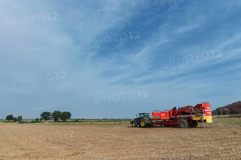 Mechanical potato harvest