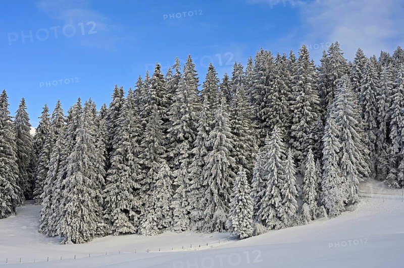 Winter Landscape