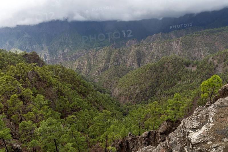 Canary Island pine (Pinus canariensis)