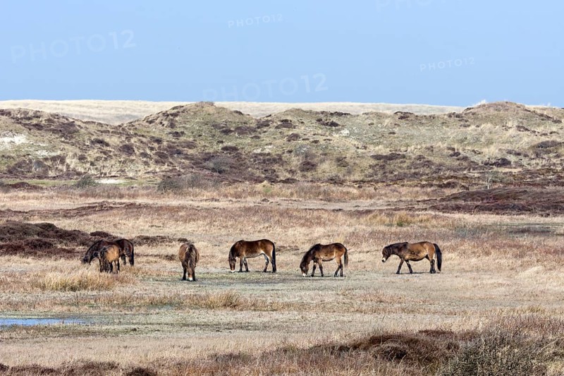 Exmoor Pony