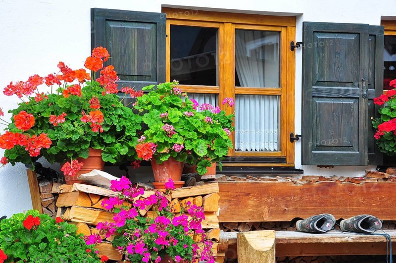 Flower windows