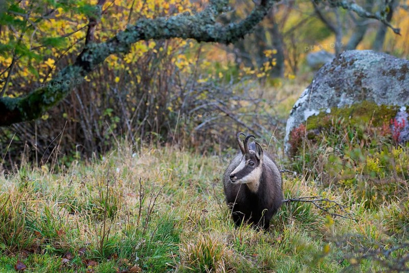 Chamois (Rupicapra rupicapra)