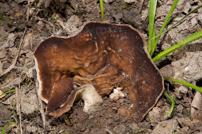 Veiny cup fungus (Disciotis venosa)