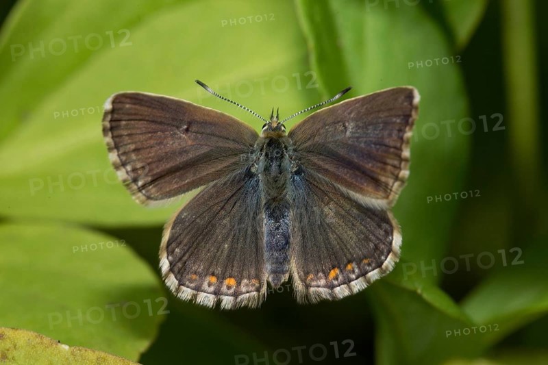 Northern brown argus (Aricia artaxerxes)