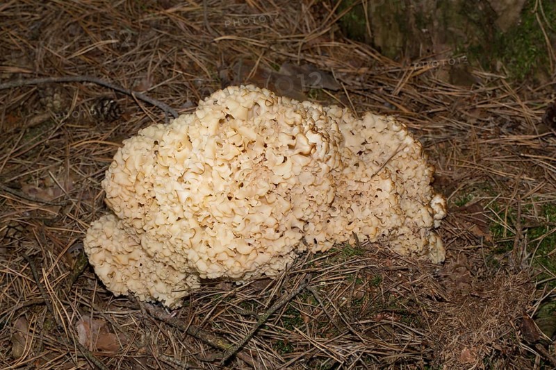 Cauliflower (Sparassis crispa) fungus