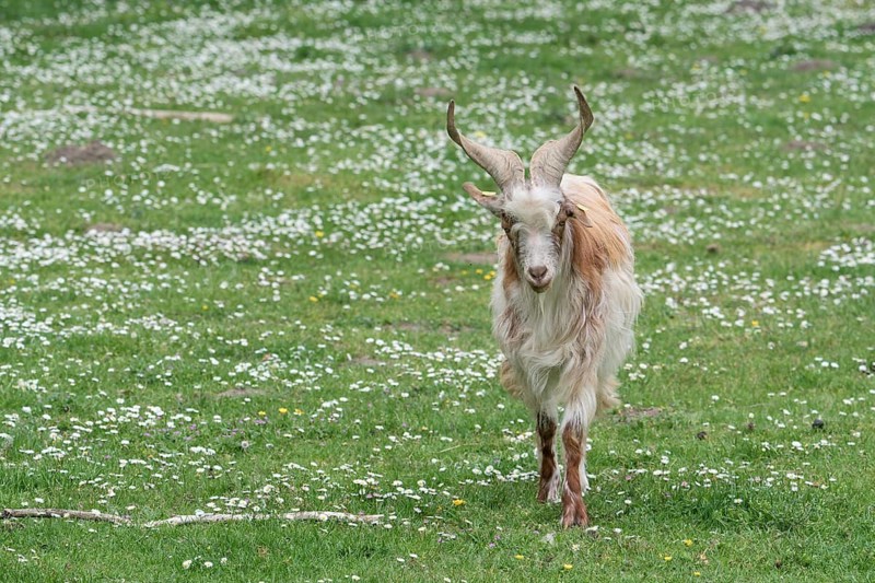 Girgentana Goat