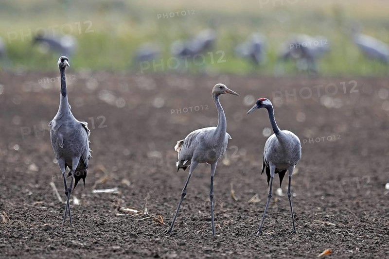 Cranes (Grus grus)
