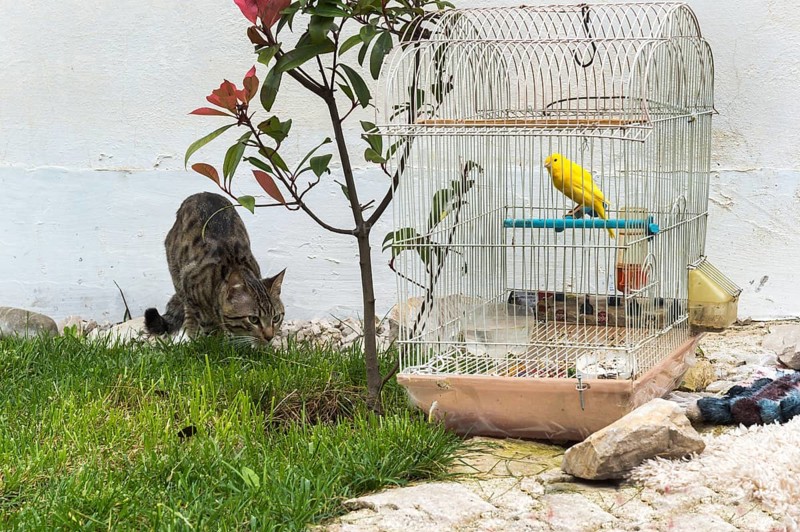 Cat roaming in front of a canary in a cage