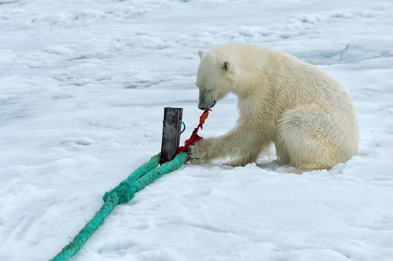Polar bear (Ursus maritimus) inspects rope and chews on mast of expedition ship