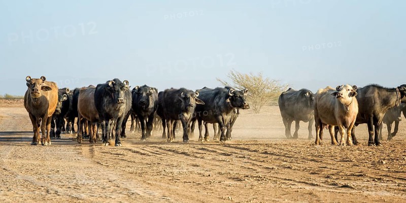 Herd of cows