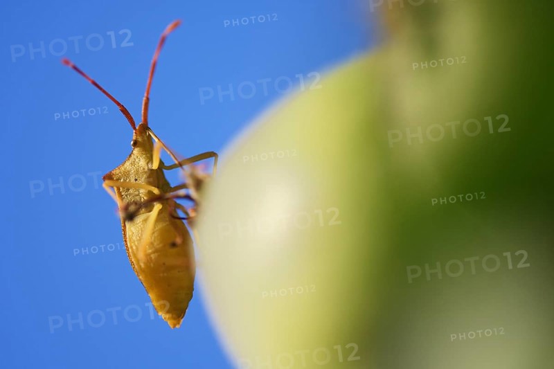 Green Green shield bug (Palomena prasina)