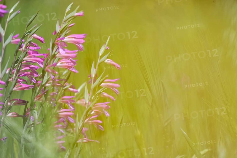 Wild gladiolus (Gladiolus illyricus)