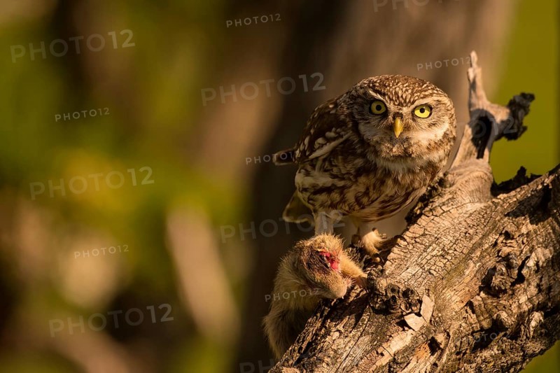 Little owl (Athene noctua) with gopher