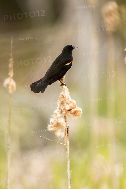 Red-winged black bird (Agelaius phoeniceus)