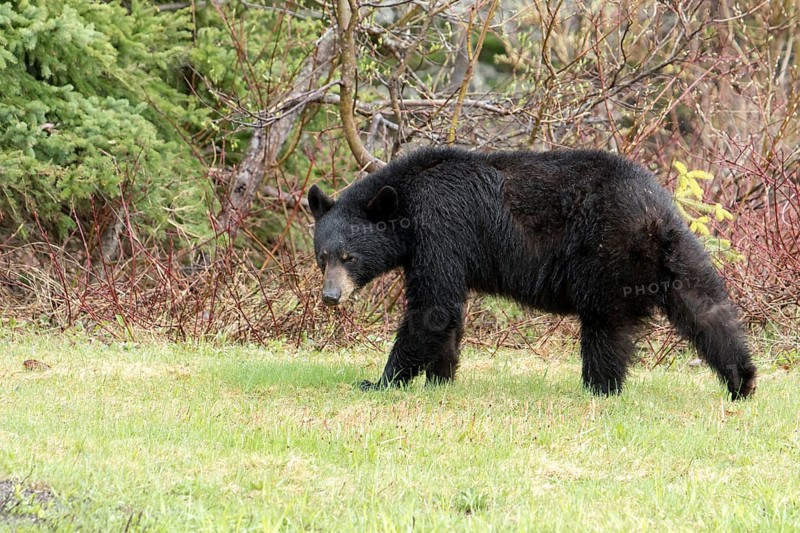 American Black Bear