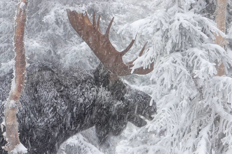 Elk