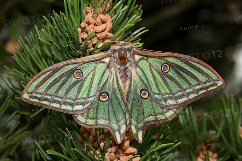 Spanish moon moth (Graellsia isabellae)