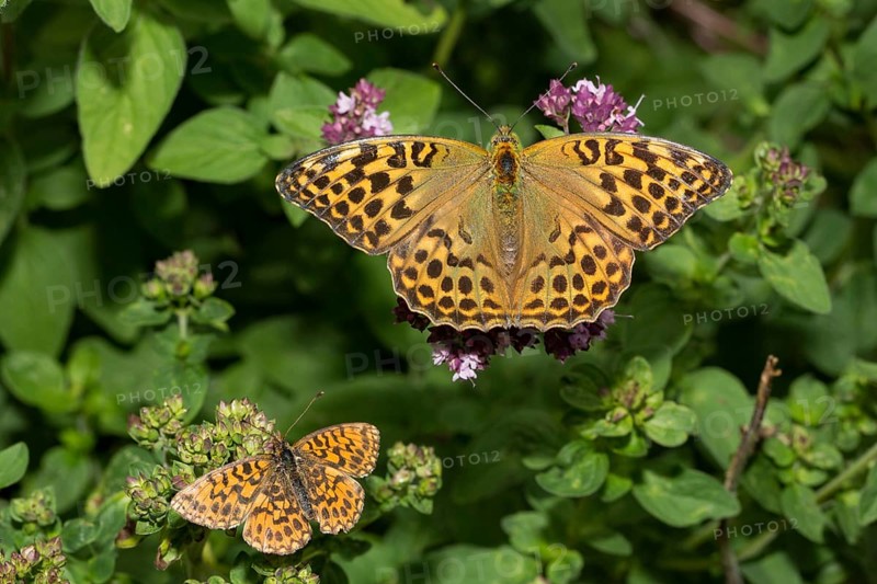 Silver spotted fritillary (Argynnis paphia)