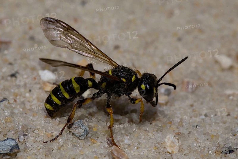 Sand Tailed Digger Wasp (Cerceris arenaria)
