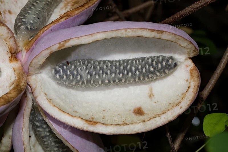 Chocolate (Akebia quinata) vine