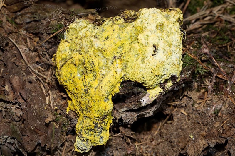 Scrambled egg slime (Fuligo septica)