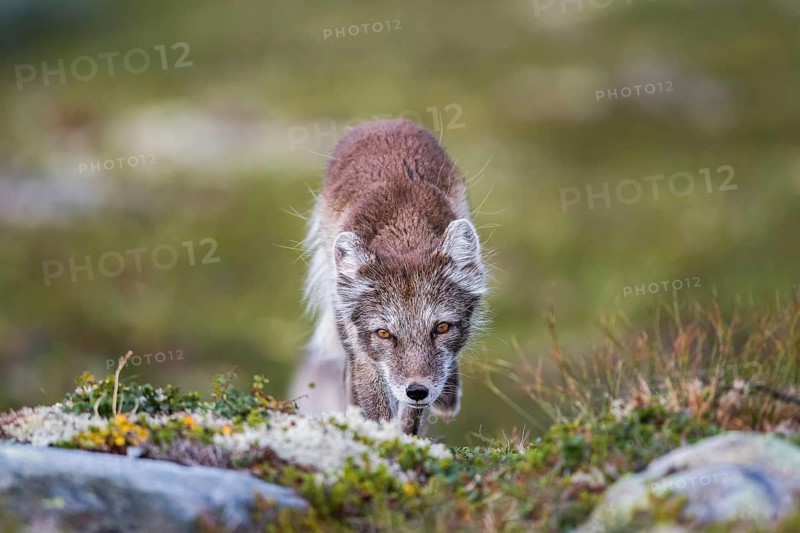 Arctic fox (Vulpes lagopus)