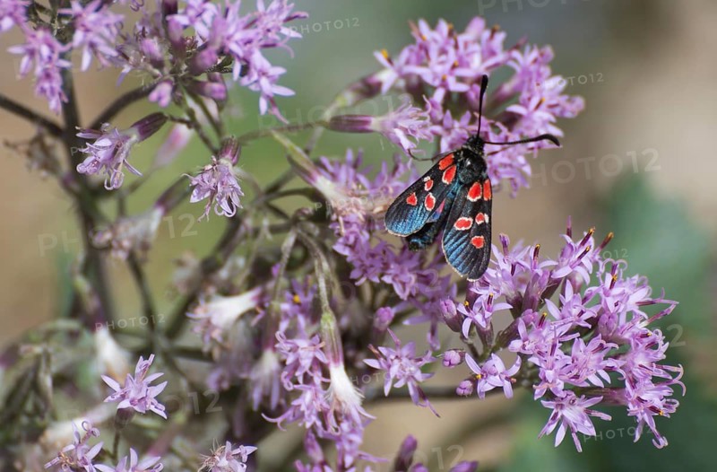 Zygaena carniolica (Zygaena carniolica virginea) Val Troncea nature park Park
