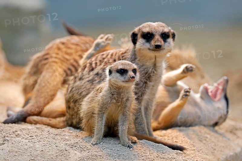 Meerkat (Suricata suricatta)