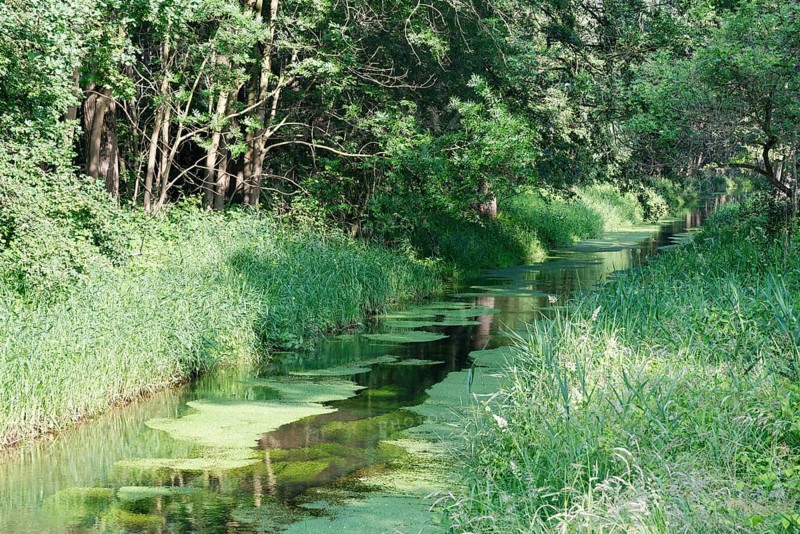 Watercourse through red alder scrub forest (Alnus glutinosa)