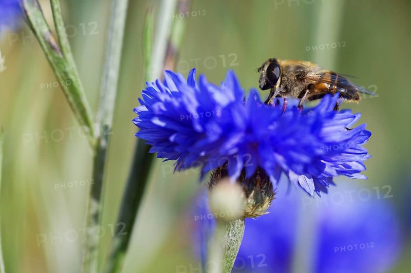Drone fly (Eristalis tenax) on a cornflower (Centaurea cyanus)