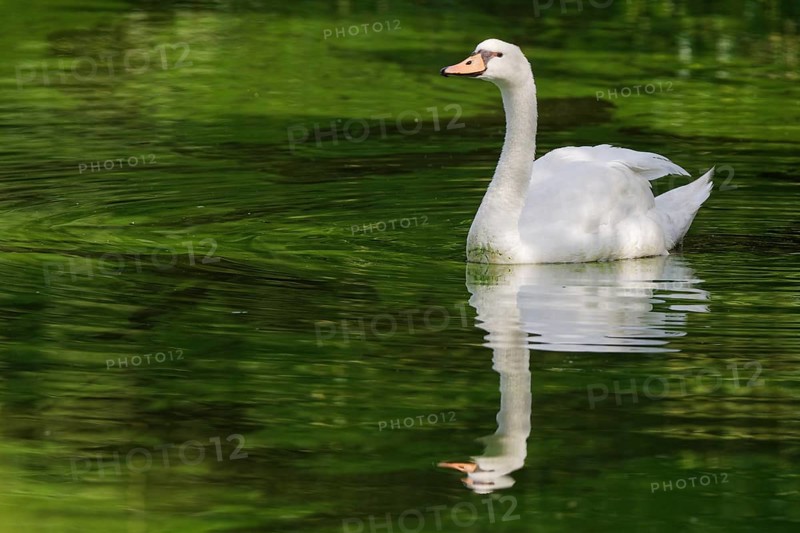 Mute swan (Cygnus olor)