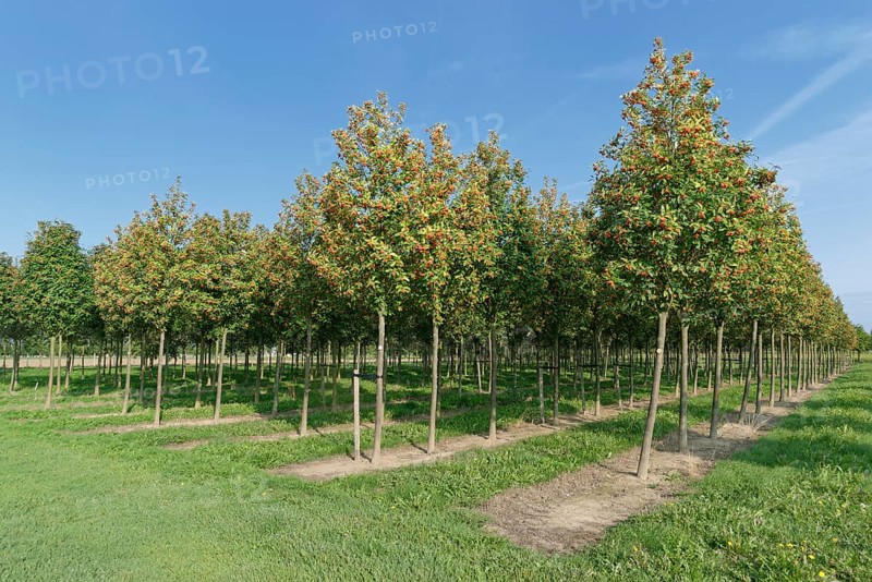 Swedish whitebeam (Sorbus intermedia) in tree farm