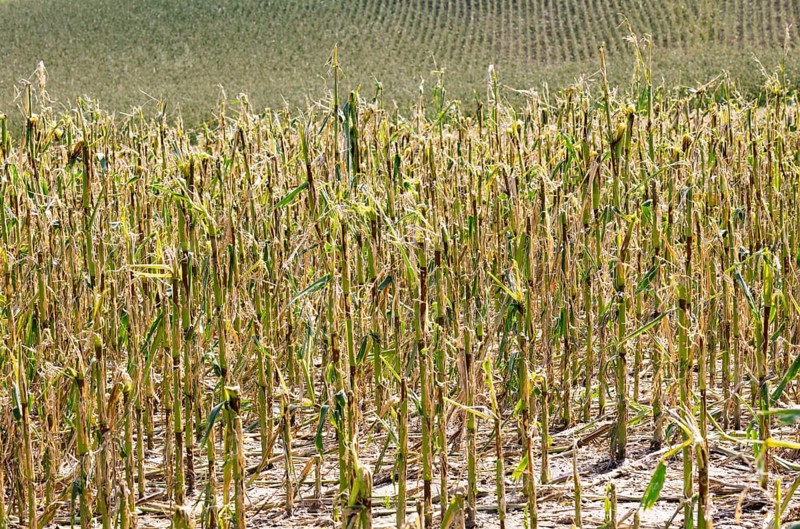 Maize (Zea mays) plants in a field with hail damage after a heavy storm
