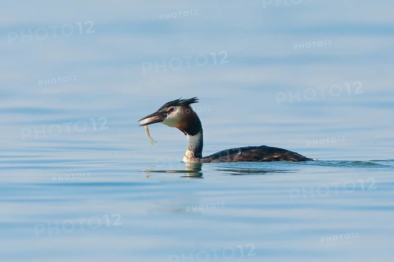 Great Crested Grebe in splendid dress with fish in beak