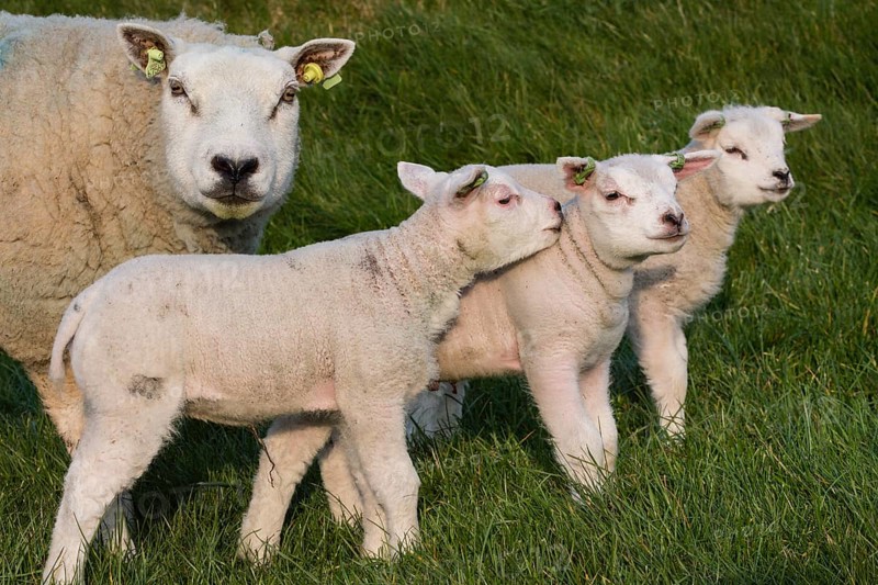 Texel sheep