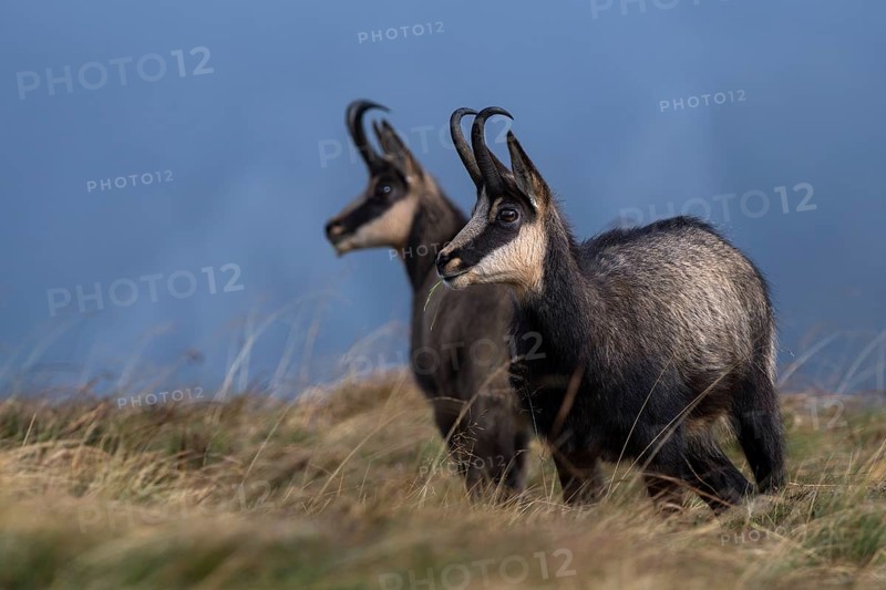 Chamois (Rupicapra rupicapra)