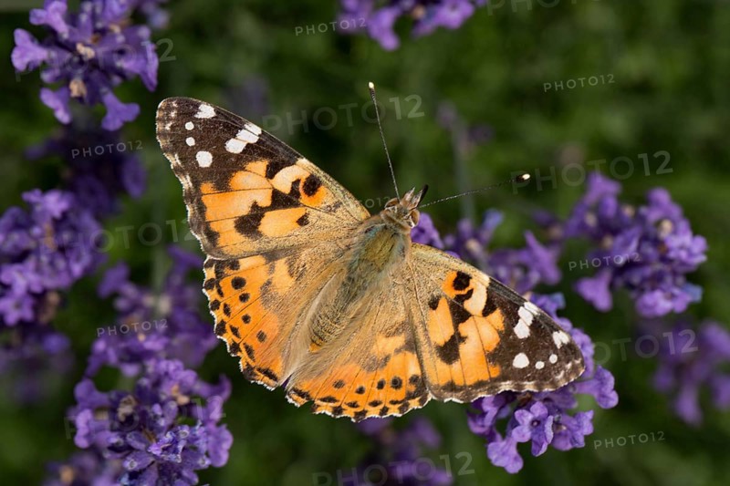 Painted lady (Vanessa cardui)